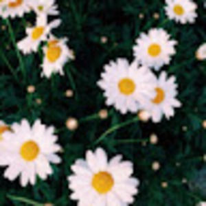 Meet your Posher, Shane